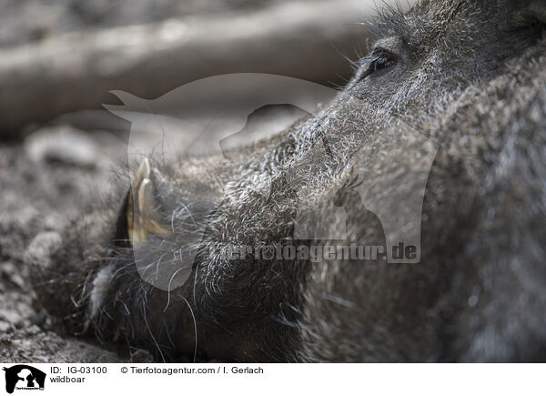 Wildschwein / wildboar / IG-03100