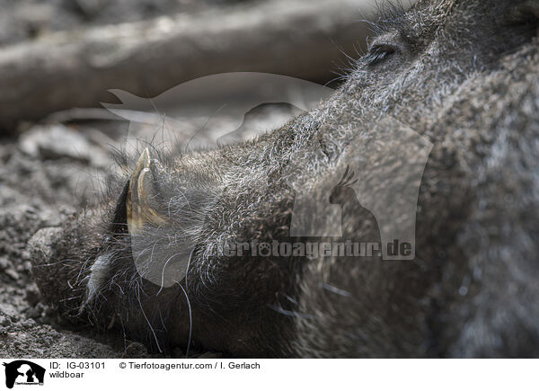 Wildschwein / wildboar / IG-03101