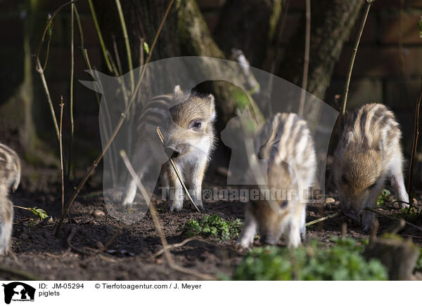 piglets / JM-05294