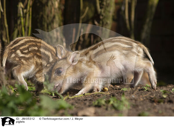 Frischlinge / piglets / JM-05312