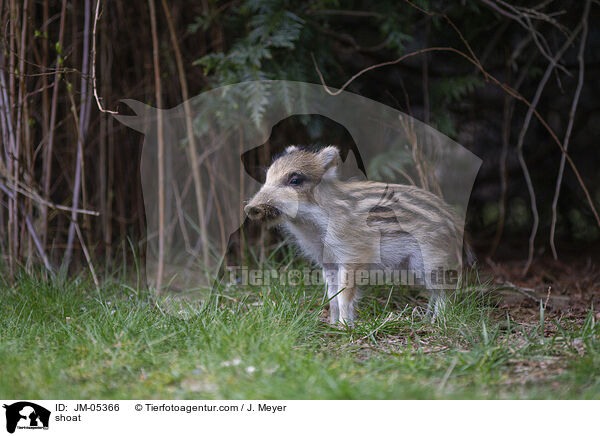 Frischling / shoat / JM-05366