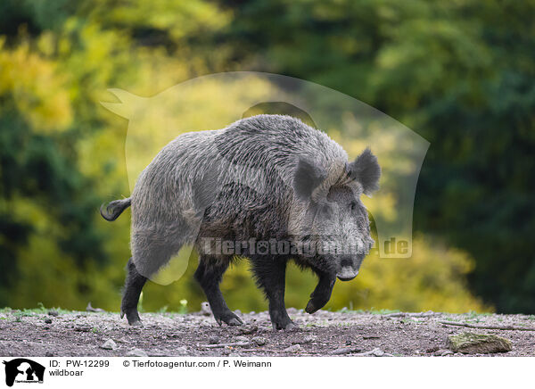Wildschwein / wildboar / PW-12299