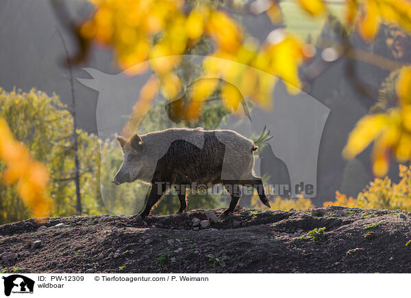 Wildschwein / wildboar / PW-12309