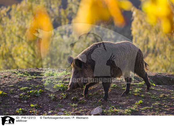 wildboar / PW-12313