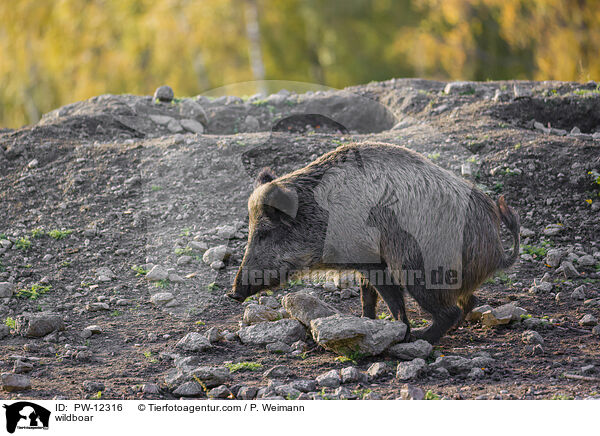 Wildschwein / wildboar / PW-12316