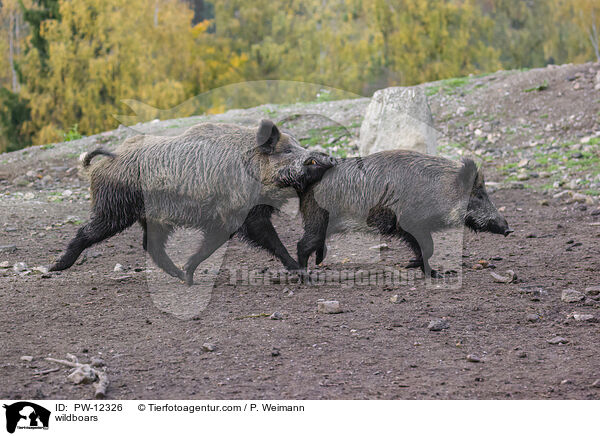 Wildschweine / wildboars / PW-12326