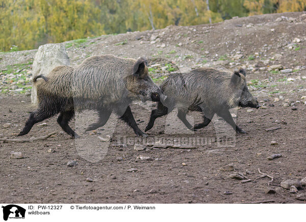 wildboars / PW-12327