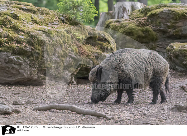 wildboar / PW-12382