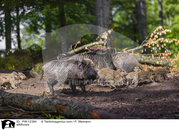Wildschweine / wildboars / PW-12384