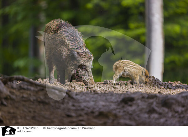 Wildschweine / wildboars / PW-12385