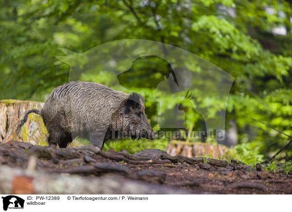 Wildschwein / wildboar / PW-12389