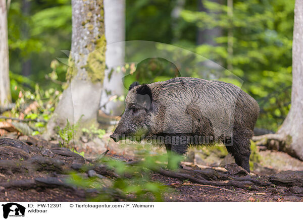 wildboar / PW-12391