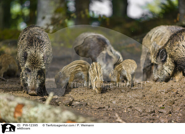 Wildschweine / wildboars / PW-12395