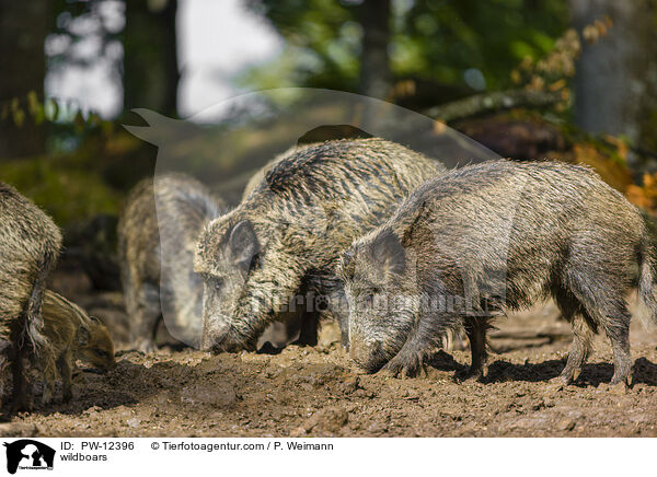 Wildschweine / wildboars / PW-12396