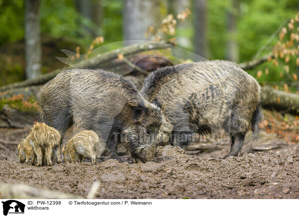 Wildschweine / wildboars / PW-12398
