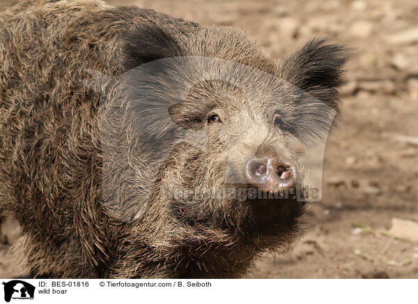 Wildschwein / wild boar / BES-01816