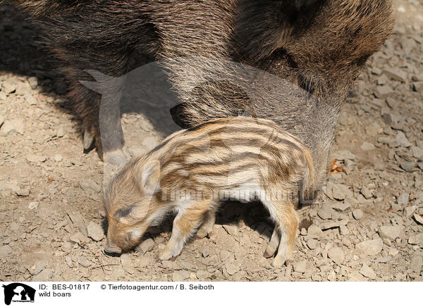 Wildschweine / wild boars / BES-01817