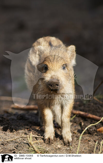 Wildschwein Frischling / wildboar shoat / DMS-10065