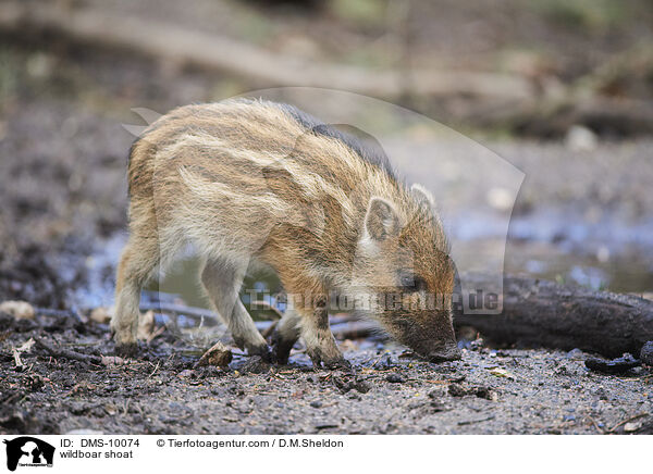 Wildschwein Frischling / wildboar shoat / DMS-10074