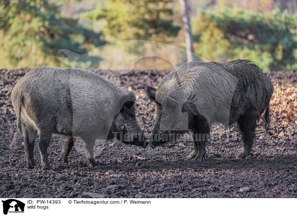 Wildschweine / wild hogs / PW-14393