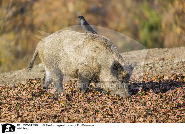 Wildschwein / wild hog / PW-14396