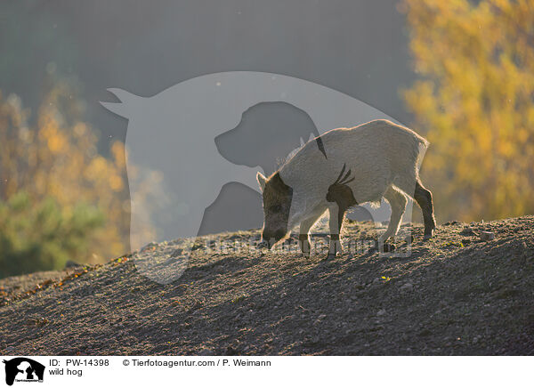 Wildschwein / wild hog / PW-14398
