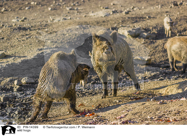 Wildschweine / wild hogs / PW-14399