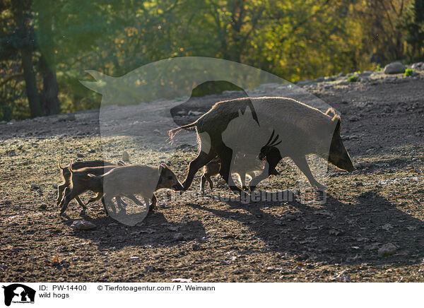 Wildschweine / wild hogs / PW-14400