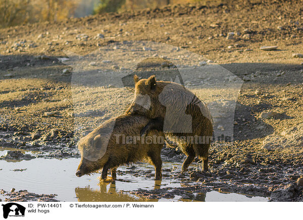 Wildschweine / wild hogs / PW-14401