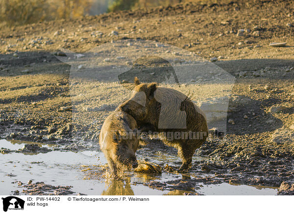 Wildschweine / wild hogs / PW-14402