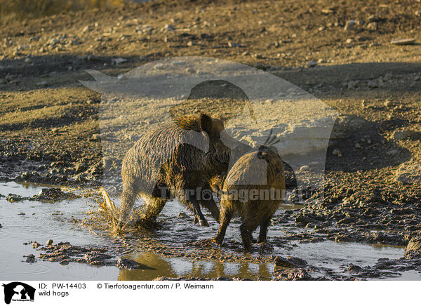 Wildschweine / wild hogs / PW-14403