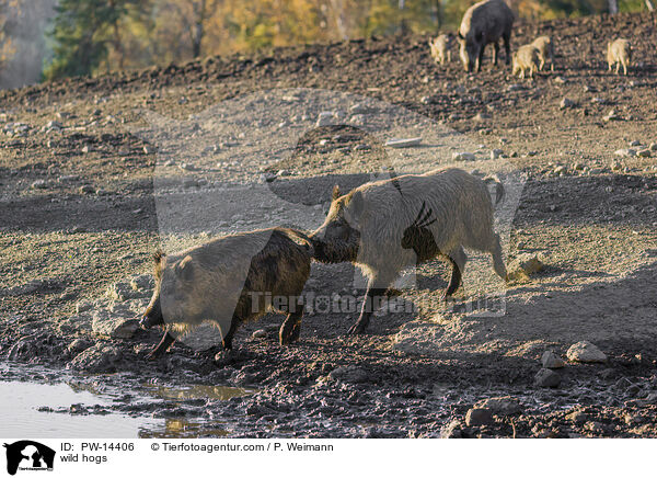 Wildschweine / wild hogs / PW-14406