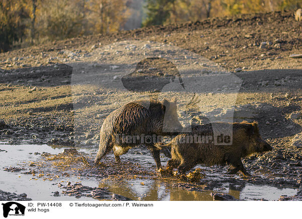Wildschweine / wild hogs / PW-14408