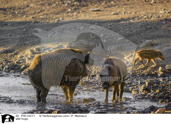 Wildschweine / wild hogs / PW-14411