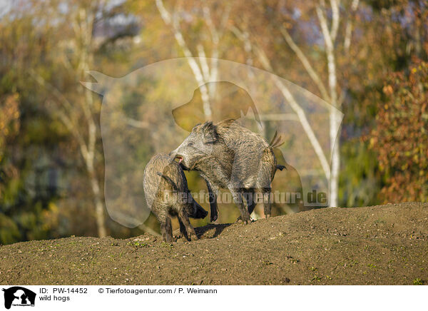 Wildschweine / wild hogs / PW-14452