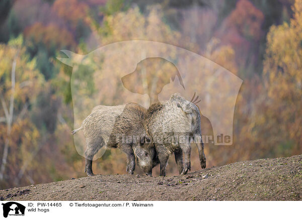 Wildschweine / wild hogs / PW-14465