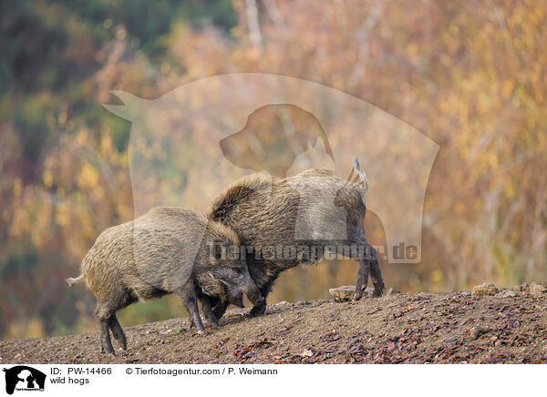 Wildschweine / wild hogs / PW-14466