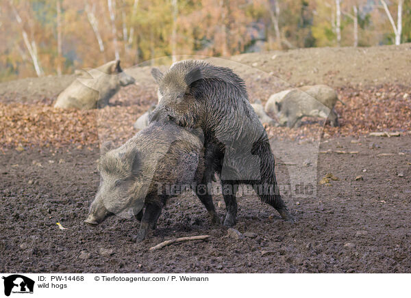 Wildschweine / wild hogs / PW-14468