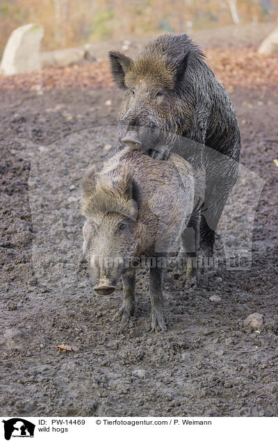 Wildschweine / wild hogs / PW-14469