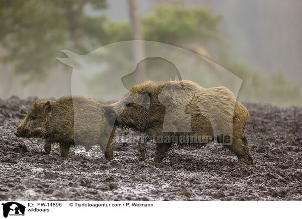 Wildschweine / wildboars / PW-14896