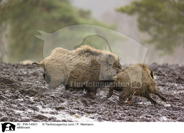 Wildschweine / wildboars / PW-14901