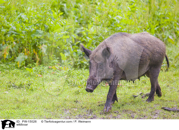 Wildschwein / wildboar / PW-15026