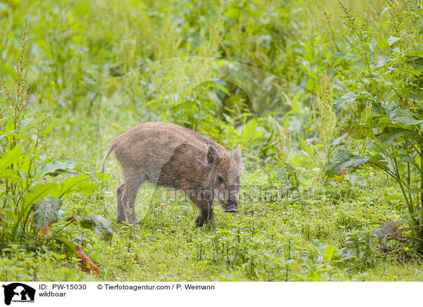 wildboar / PW-15030