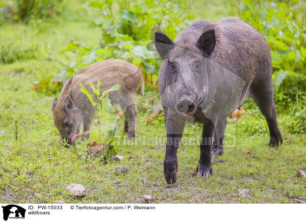 Wildschweine / wildboars / PW-15033