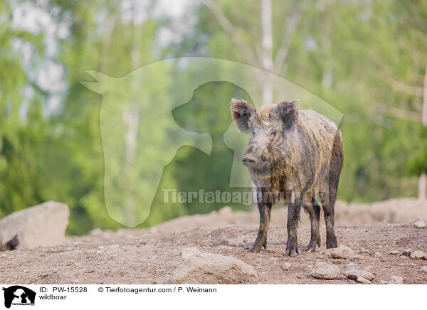 Wildschwein / wildboar / PW-15528