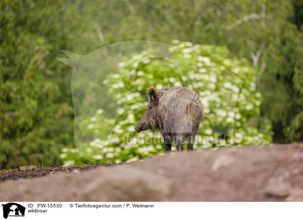 Wildschwein / wildboar / PW-15530