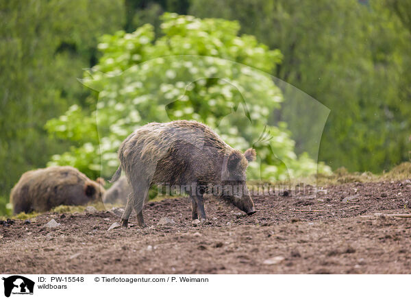 Wildschweine / wildboars / PW-15548