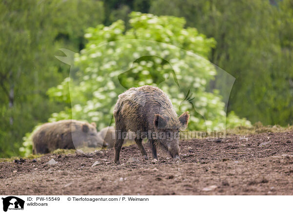 wildboars / PW-15549