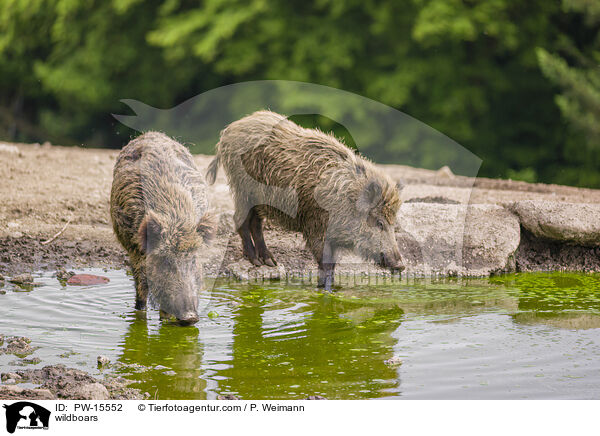 Wildschweine / wildboars / PW-15552
