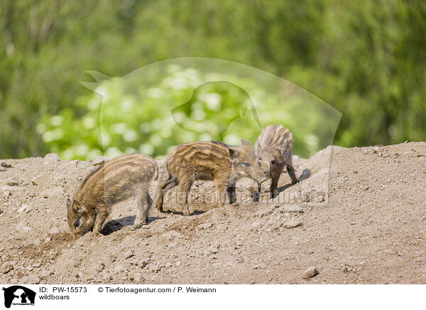 Wildschweine / wildboars / PW-15573